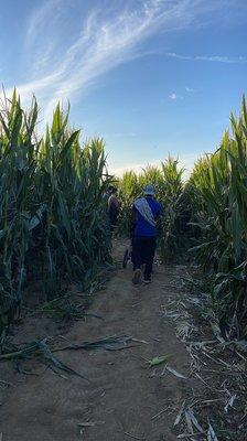 Corn maze