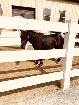 Lil' Country Store and Miniature Horse Farm