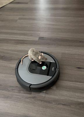 iRobot