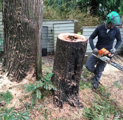 Jake from Vitalitree finishes cutting down a diseased hemlock