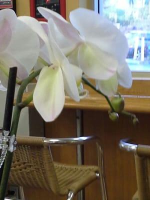 Orchids by Coffee Bean