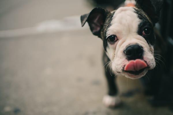 How cute is this little Boston Bulldog?! New Yorkers love their pets, there's plenty of these guys to photograph :)