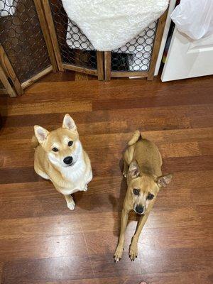 Waiting for their treats