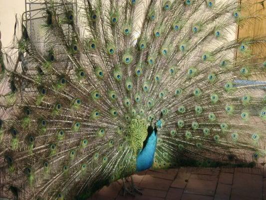 resident peacock