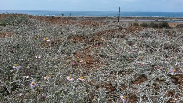 California Aster growing in nicely along the bluffs of the San Elijo Lagoon. Part of a restoration project in a local HOA.