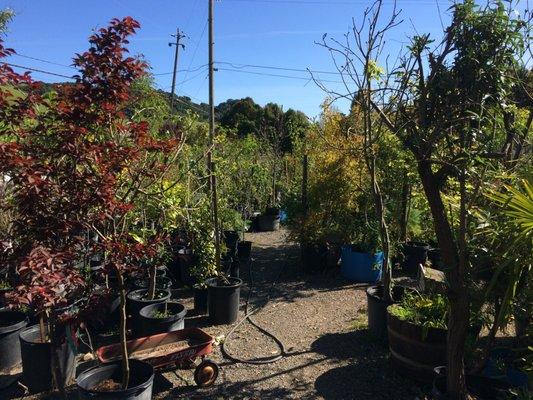 All types of fruit trees, all sizes