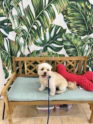 Before his bath, they have a cute set up for a photo sesh