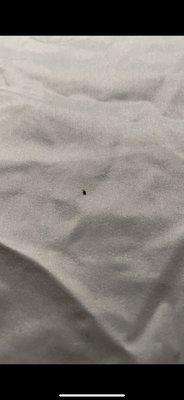 I took a video of the bed bug crawling but could only post pictures