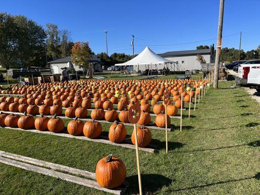 Pumpkin season!!