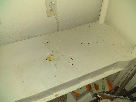 Rodent damage, feces and urine apartment 6