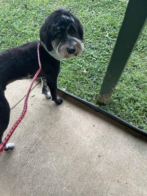 Handsome Nash, the Aussiedoodle!