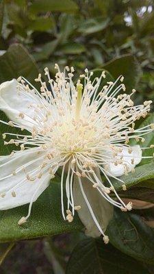 Guava bloom