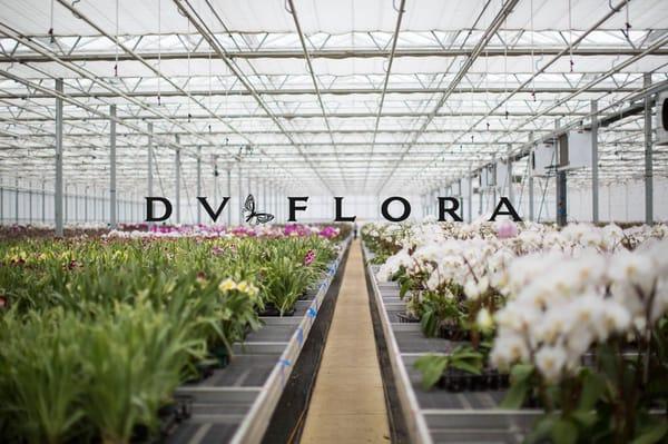 DVFlora