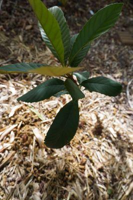 1 gallon Honeyquat loquat