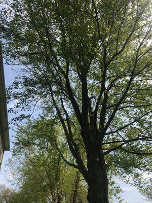 Trimmed branches scraping roof/siding