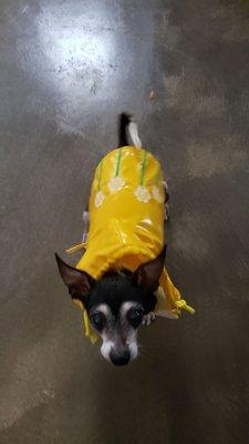 looking up at you while  wearing a cute raincoat from true friend my dog is so cute