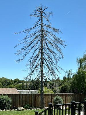 35 foot tree that died in my back yard. I asked the team to remove it.