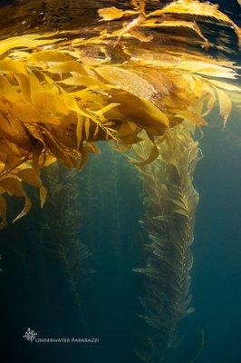 Scuba diving under the kelp forest is a magical experience with House of Scuba