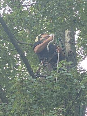 One large tree being trimmed and one being removed.