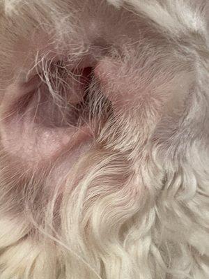 Clipperd cartilage on inner ear of puppy