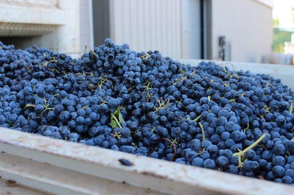 Harvest in wine country.