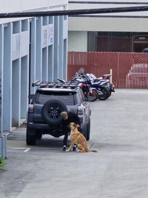 an irresponsible and awful dog owner brushing his dog outside his store, littering the entire street