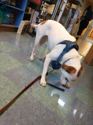 Getting treats and food in the Animal Antics store.