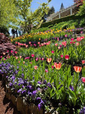 Hillside of tulips