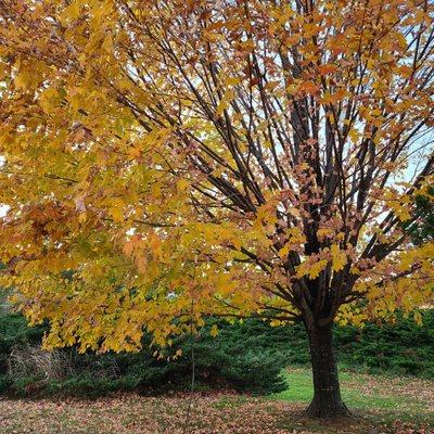 We parked in their parking lot in front of this beautiful tree in the process of its leaves changing colors.