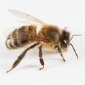 Whether you're bothered by bees, wasps, hornets, or other stinging insects, we have the expertise to rid you of this pest