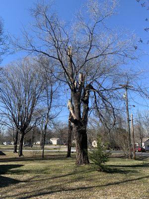 Large dead tree before