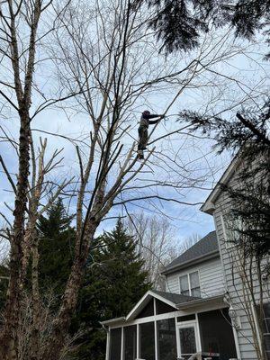 Expert Tree Trimming