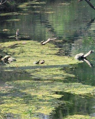 Turtles basking in the sun.