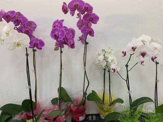 Orchids