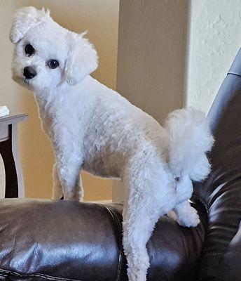 OUR BEAUTIFUL BICHON FRISE MURPHY, GROOMED BY ZANE ....