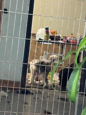 The grooming room - covered in fur, toys and trash. Looks like a hoarders house.