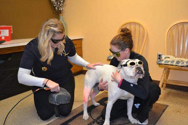 Dr. Gallick and technician Allie using a therapy laser on Penny for arthritis pain and post-op surgical care.