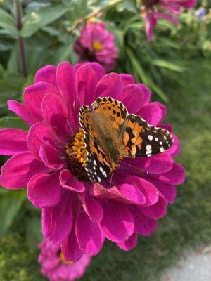 Lawrence has a special monarch butterfly relationship.