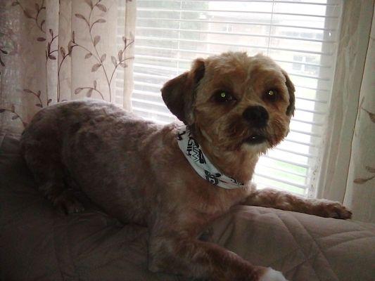 Our shorkie with a summer cut by Mary Joe.