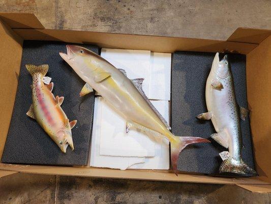 Different fish getting crated up for shipment.