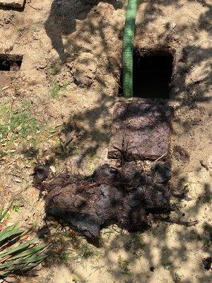 Photo of giant root ball that was pulled out by another septic company