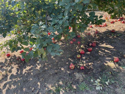 Most of the Fuji apples fell to the ground, but most of them are just fine.