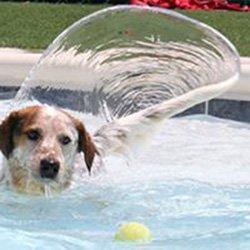 A dog boarding guest is enjoying a tail wagging swim time!