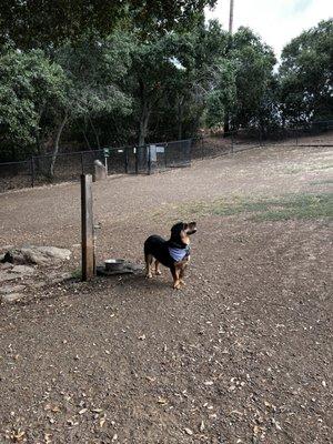 White ground area above dog is foxtails.