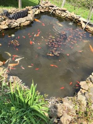 Koi pond