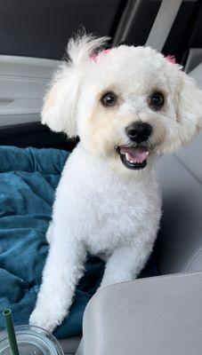 Fresh cut, A/C blowing, loving life after her first Grooming!