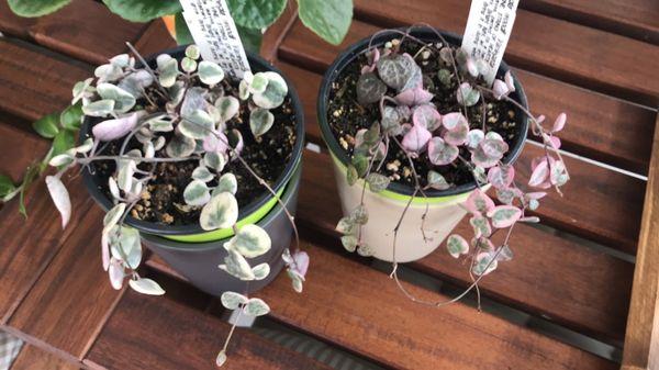 Variegated string of hearts