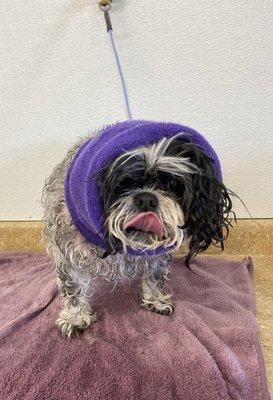 Miss. rocking her happy hoodie during drying time @ Daniel's Pet Makeover - " It's always about the dog ! "