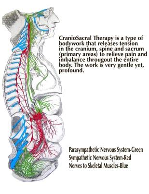 CranioSacral Therapy and the Nervous Systems