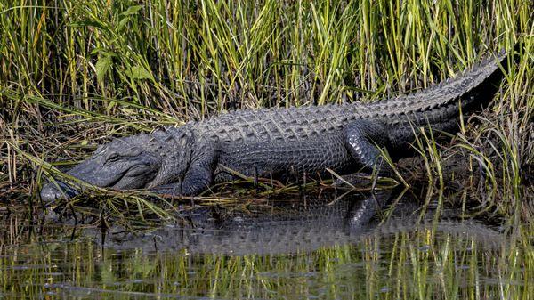 7-9Ft gator at Caw Caw 5-21-21